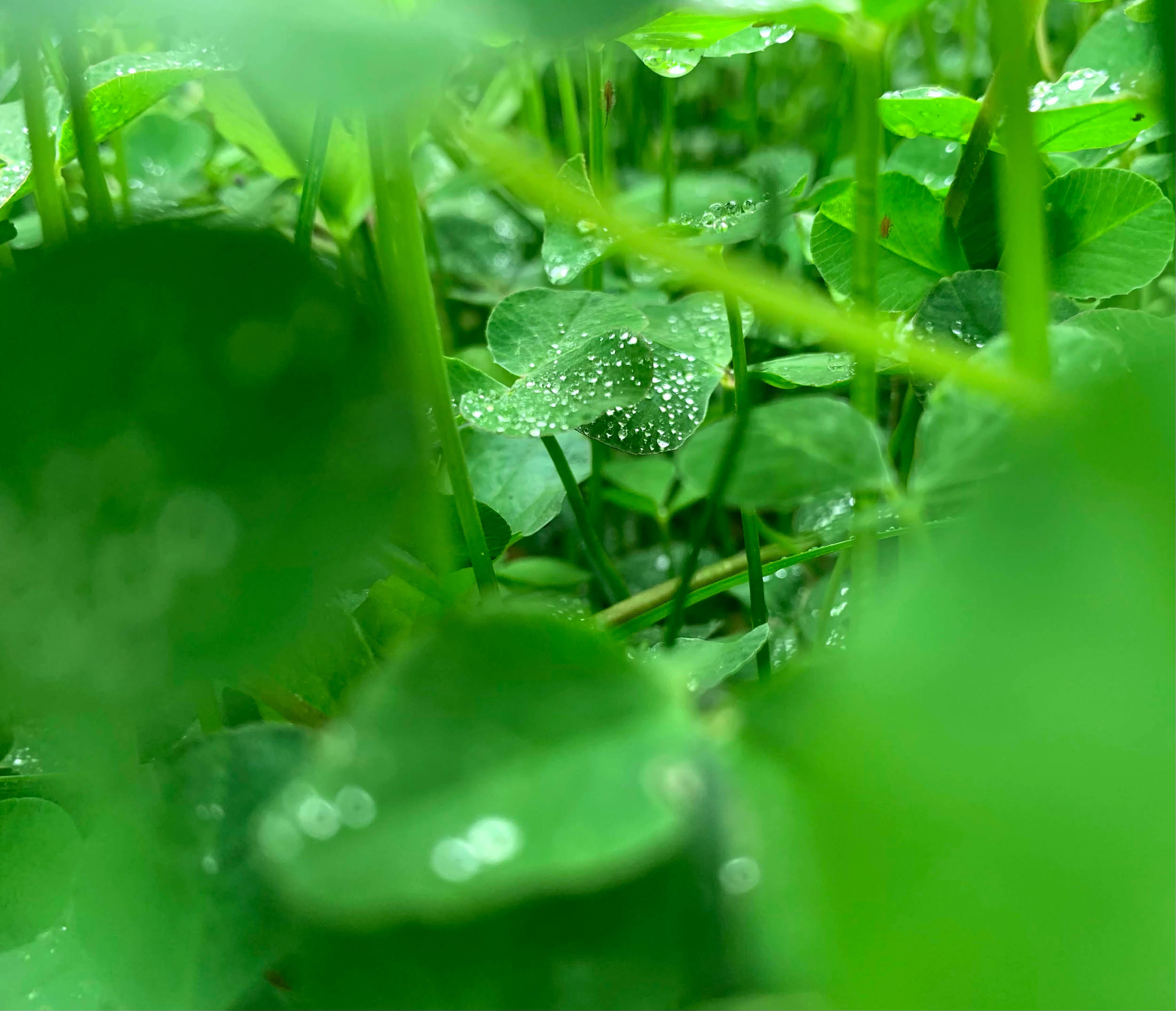 Photo Contest: Take a Look at the Winning Entries in a UVA Smartphone Photo Contest