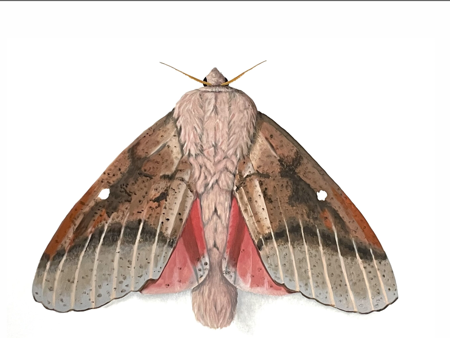 A large painting of a brown moth with red accents, on a white background.