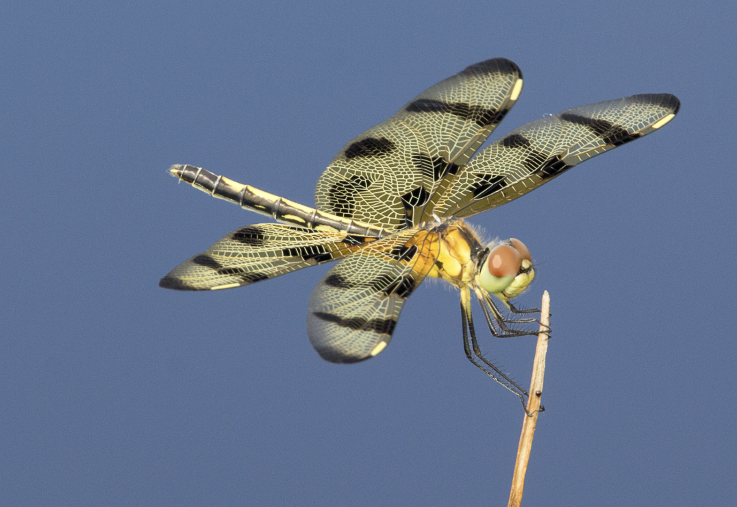 A close up photo of a dragonfly with black stripes, against a light blue sky.