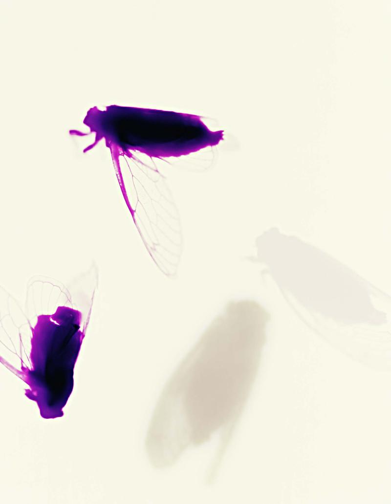 the particulars and the ensemble, 17” x 14” pigment print, 2022